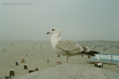 Borkum-Möwe